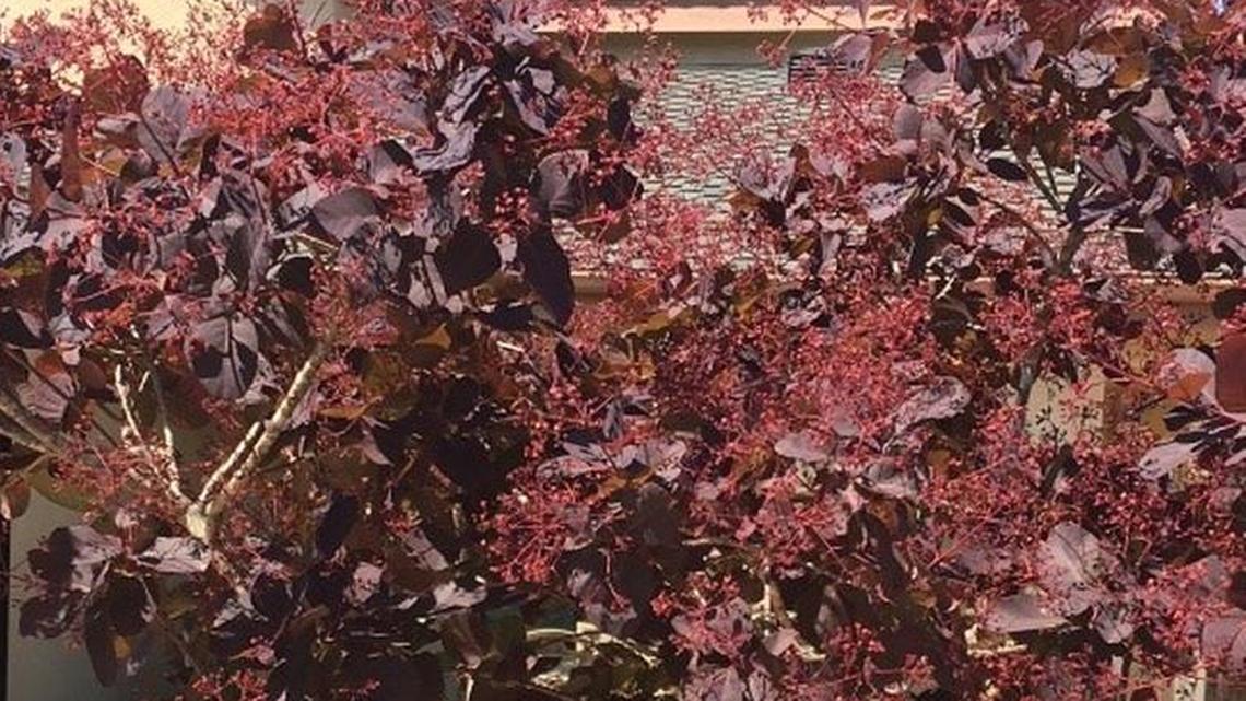 Smoke tree, a compact plant, is a standout with reddish-purple leaves and lavender-pink blooms.