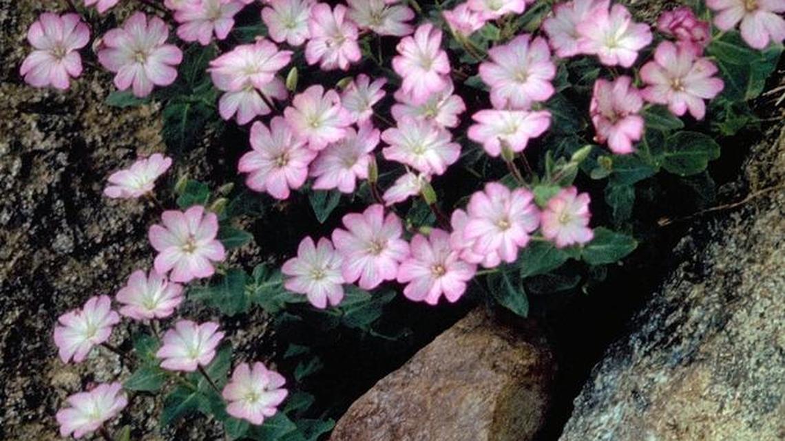 Siskiyou fireweed is a native groundcover.