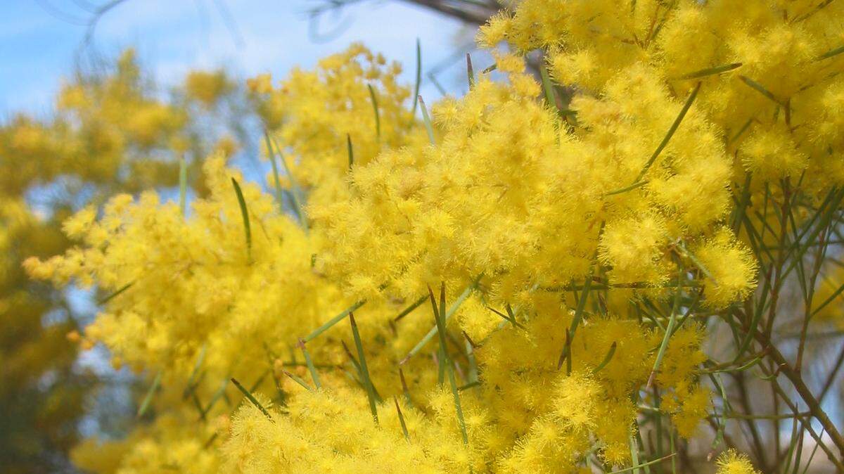 Purple fearnleaf acacia produces bright yellow, globe-shaped blooms from late winter to spring.