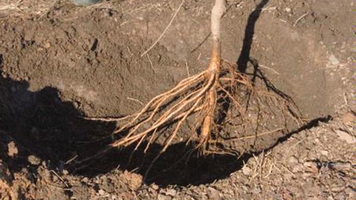 Bare-root trees can be much less expensive than container trees.