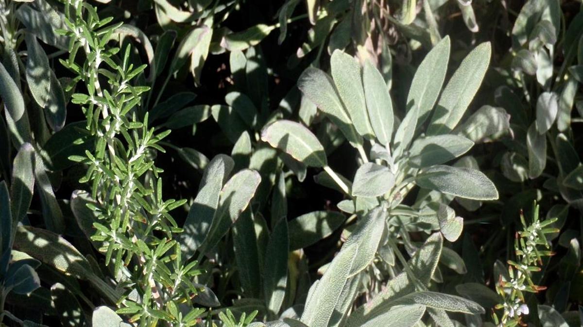 Sage and rosemary.