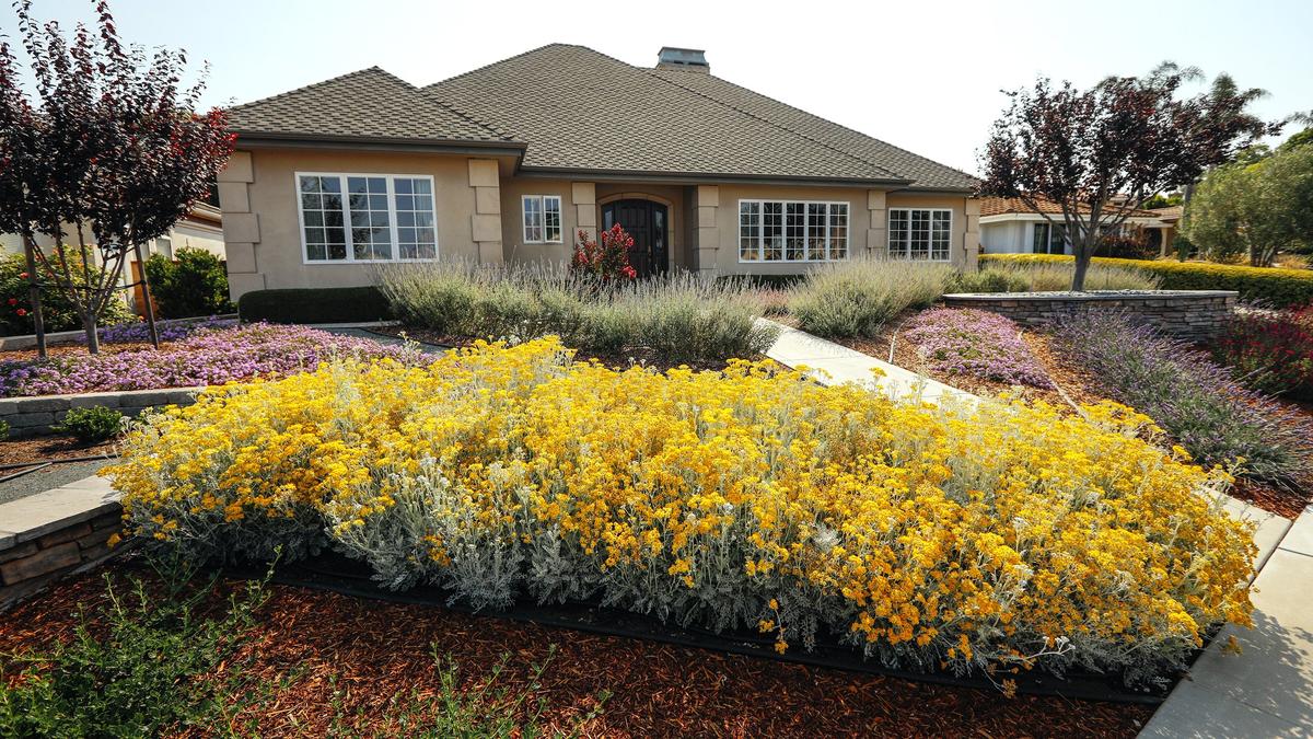 Dale and Laura Texter’s San Luis Obispo front yard features a center walkway bordered by curved flowerbeds filled with purple lantana, yellow dusty miller and lavender.