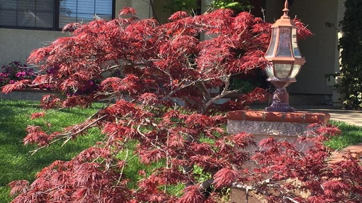 The Japanese maple is a good tree to plant in the spring.