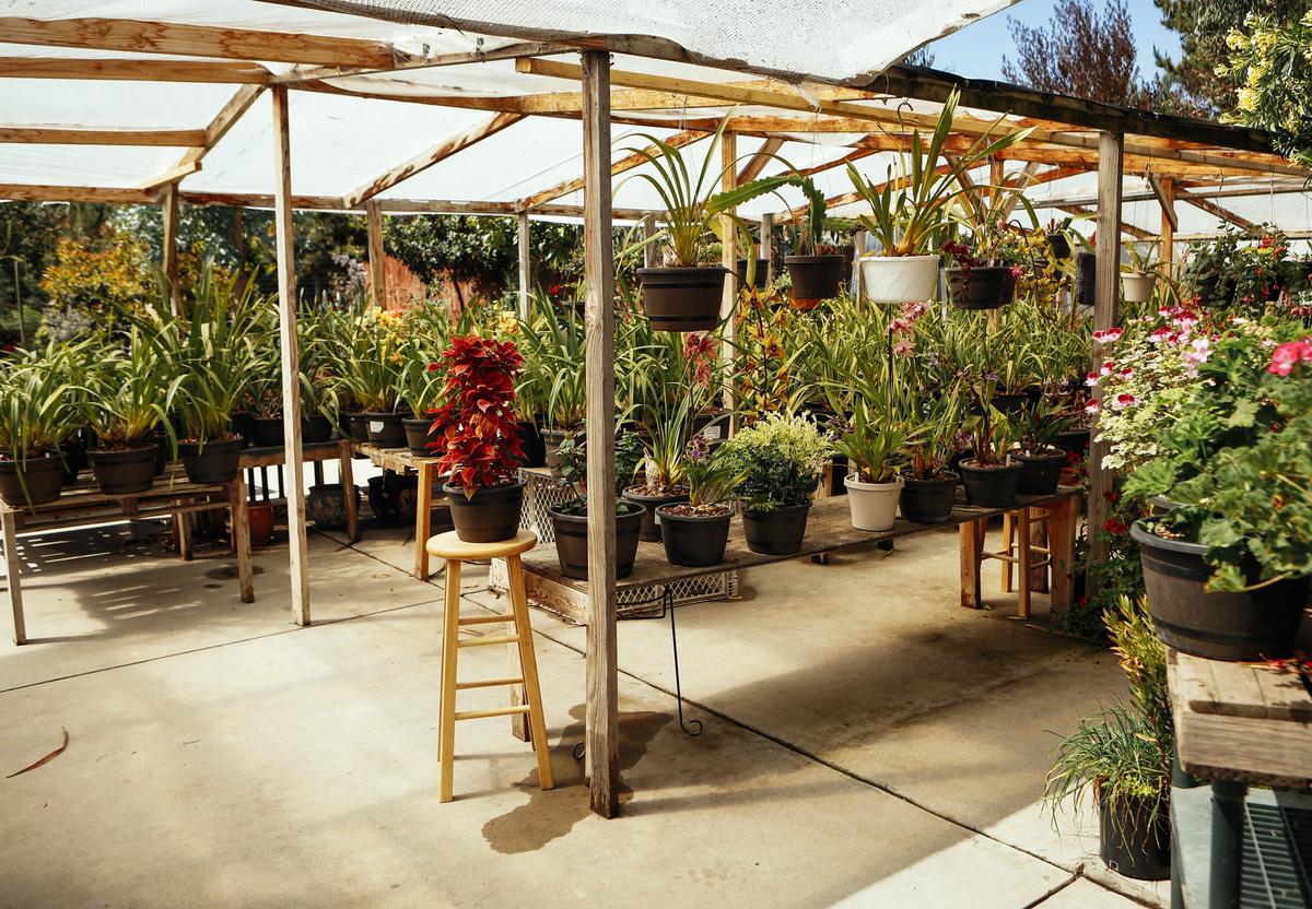 Owner Brian Bethke grows hundreds of orchids and other flowering plants at Nipomo Grande Orchids.