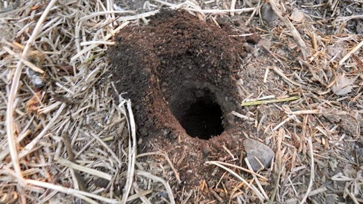 A U-shaped mound of dirt marks a gopher hole.