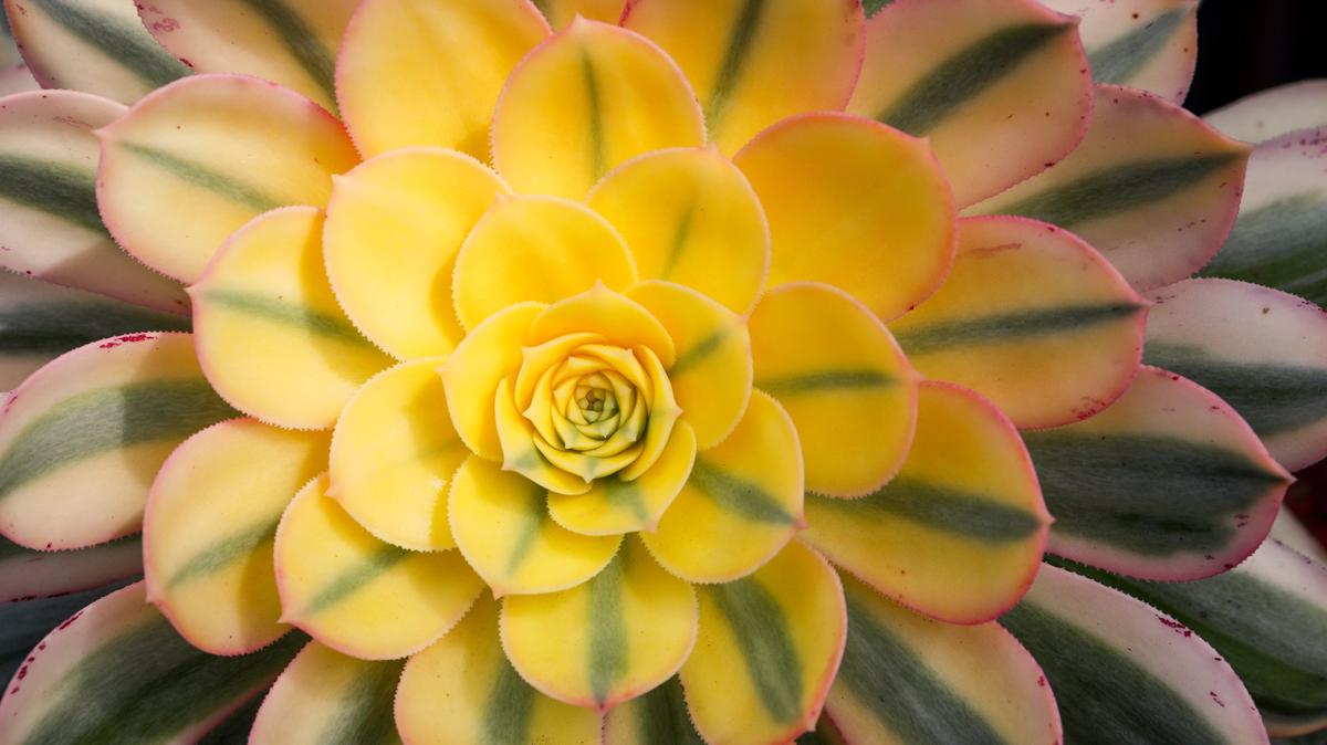 Aeonium decorum "Sunburst" is among the gorgeous succulents growing in Bill Findley's Arroyo Grande garden.