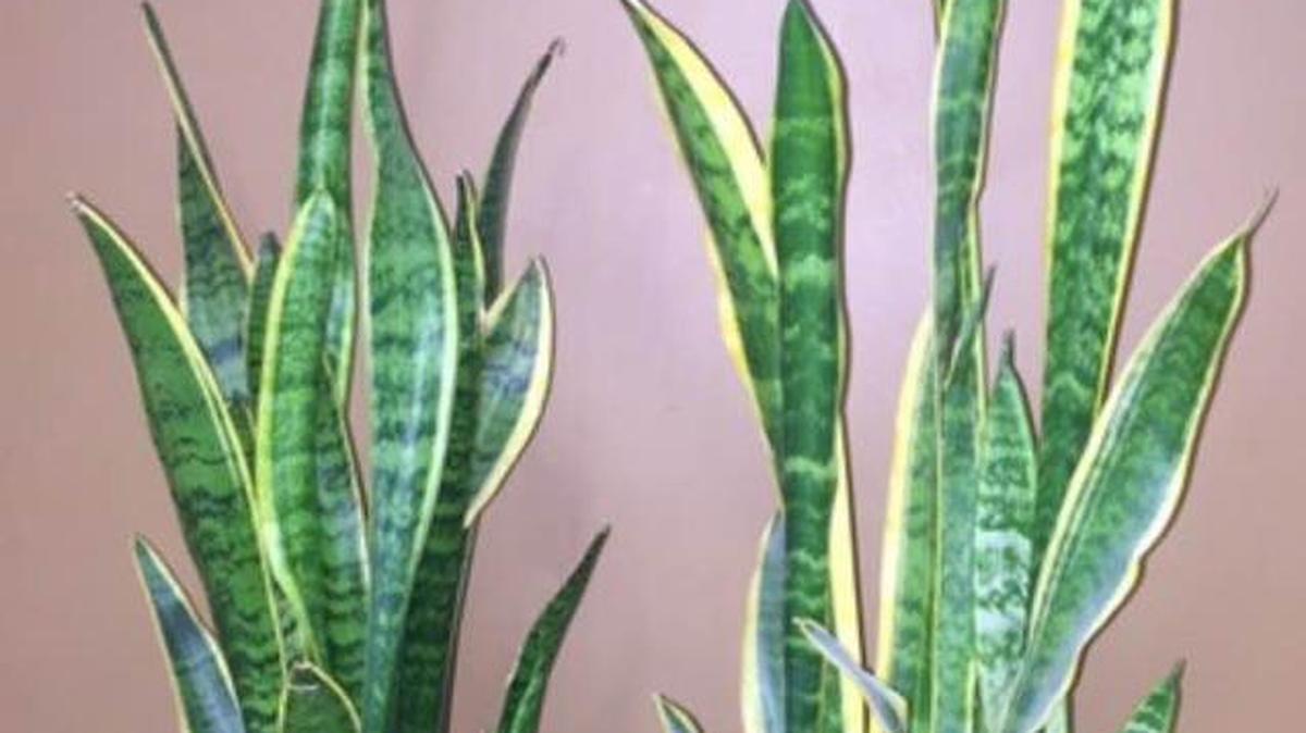 Mother-in-law’s tongue is an air-purifying plant.