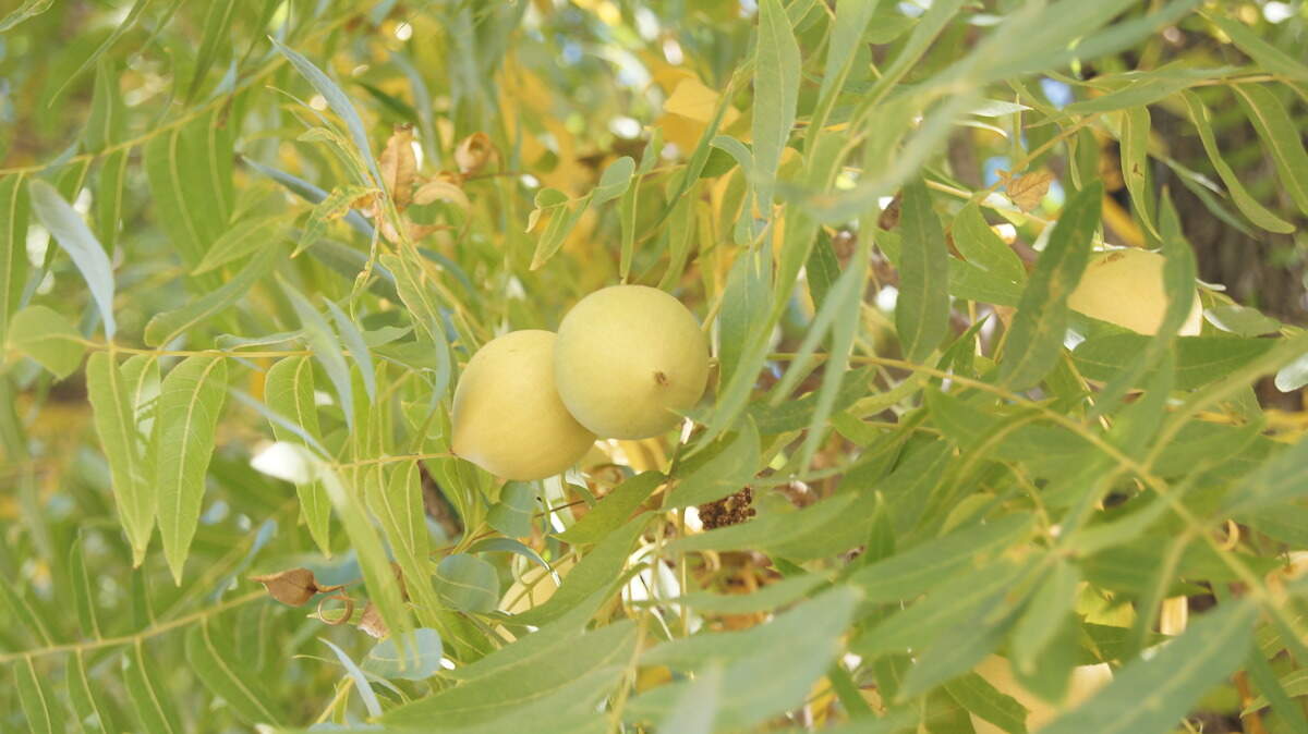 The Northern California walnut tree produces delicious and nutritious nuts that can be harvested between October and November.
