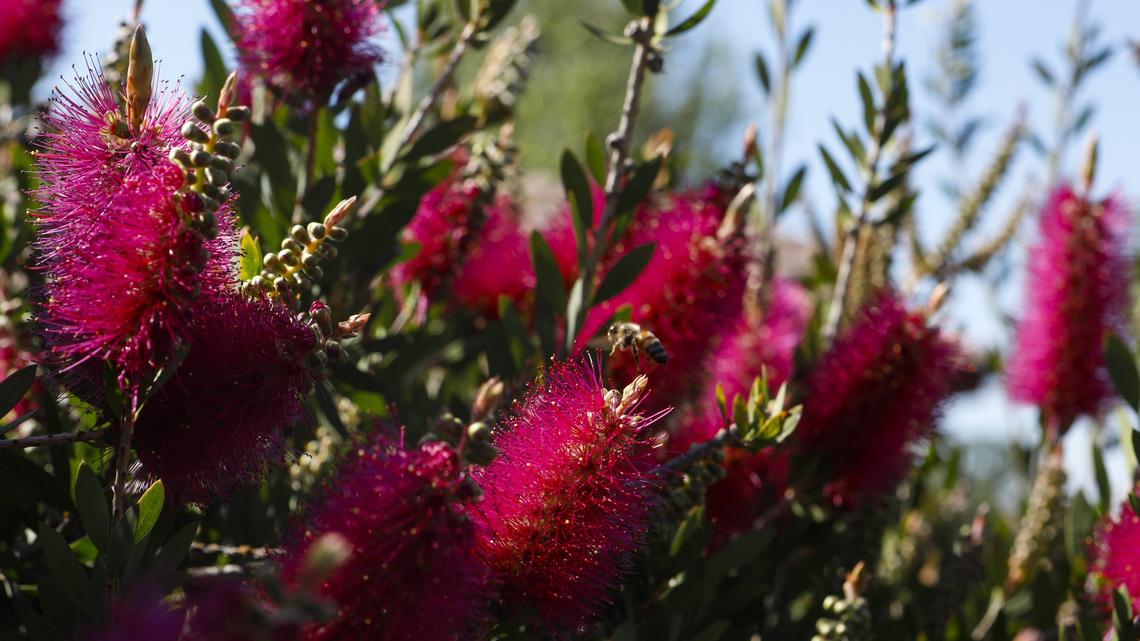 How this Atascadero woman created a fruit-filled garden that’s colorful and easy to care for