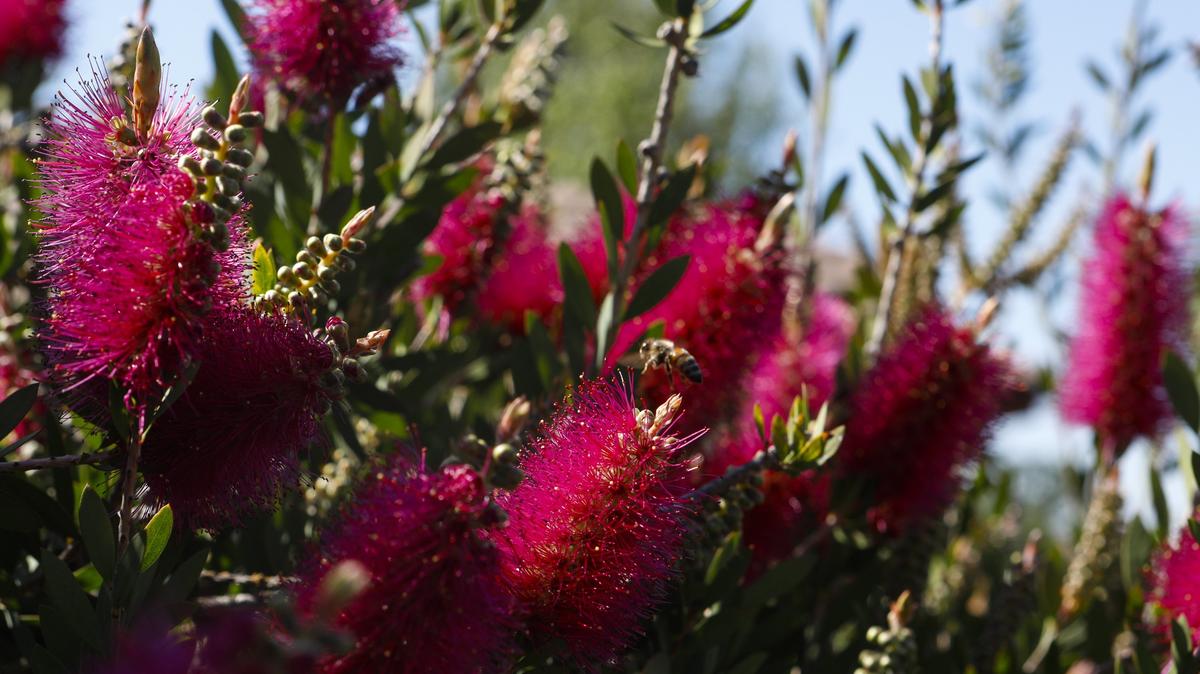 Violet bottle brush attracts bees in Cathy Van Orman’s Atascadero garden.