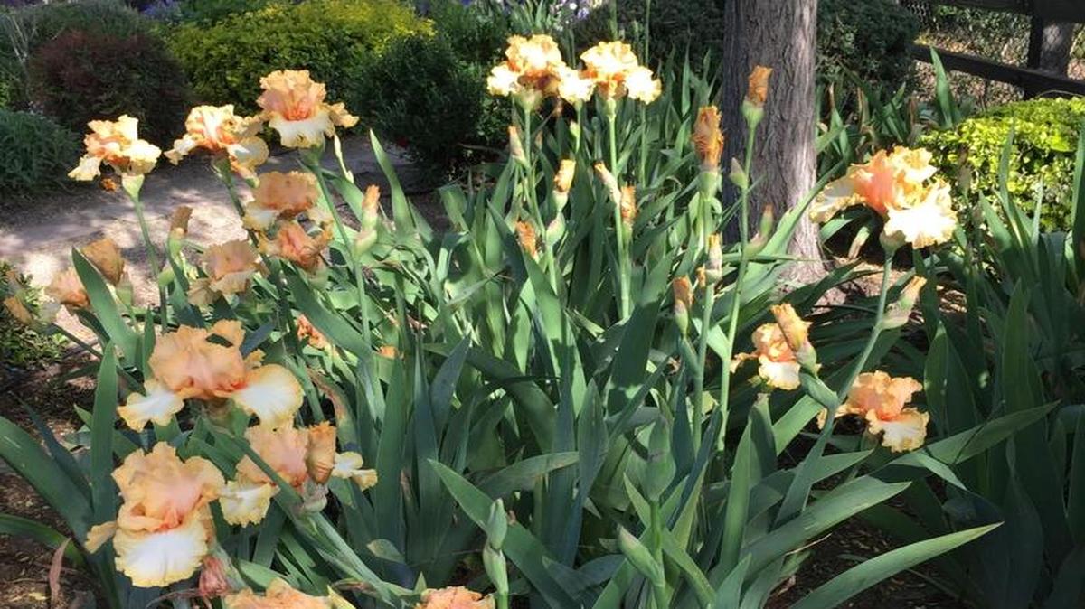 A large grouping of “Orangelo” iris from Burgard Iris Farms grows happily under the willows in Connie Pillsbury’s garden. A bed of “Poly Gone” and “I’m in Stitches,” hybrids of the former Scott’s Iris Farm, are in the background.