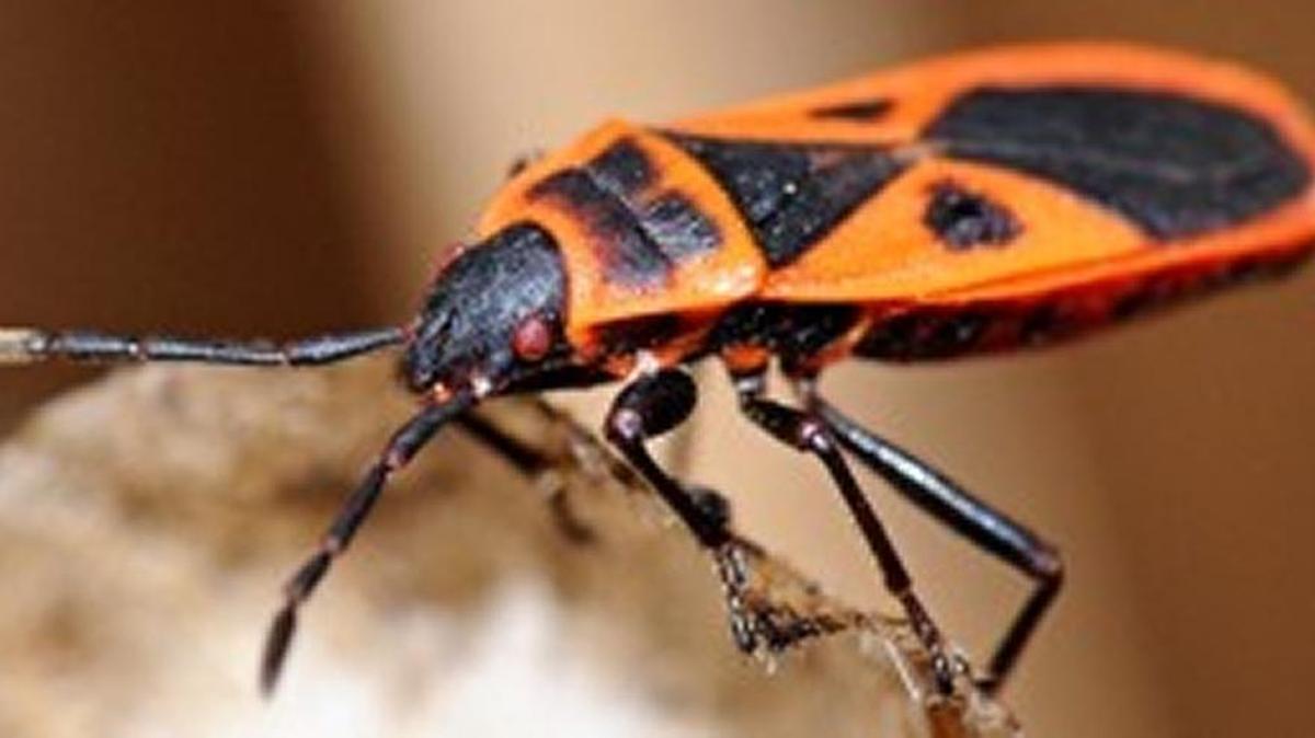Red bugs are more nuisance than threatening.