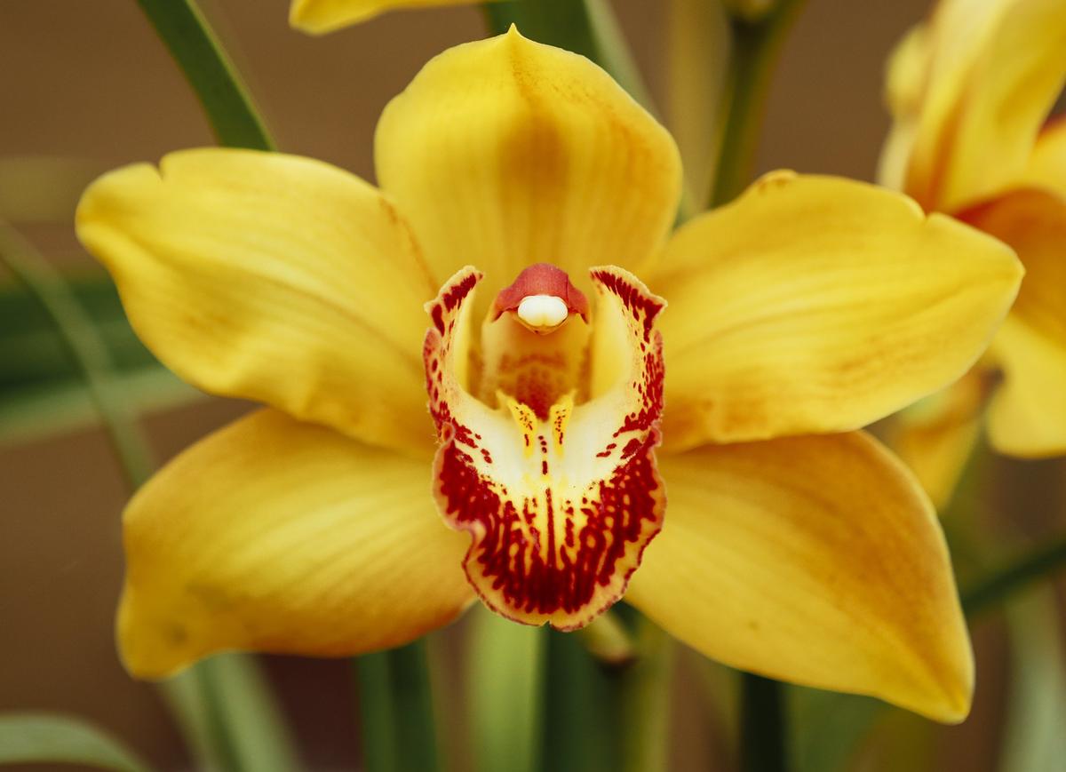 Nipomo Grande Orchids owner Brian Bethke grows hundreds of orchids and other flowering plants at his Nipomo nursery.