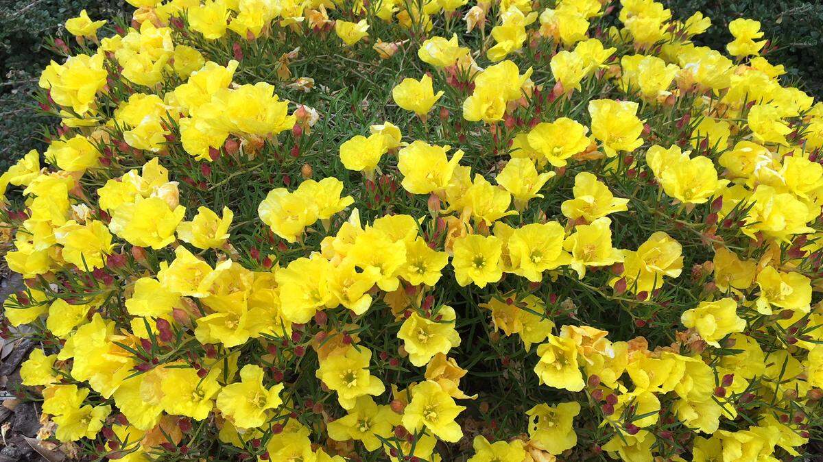 Drought-resistant sundrops grow well in San Luis Obispo County gardens.