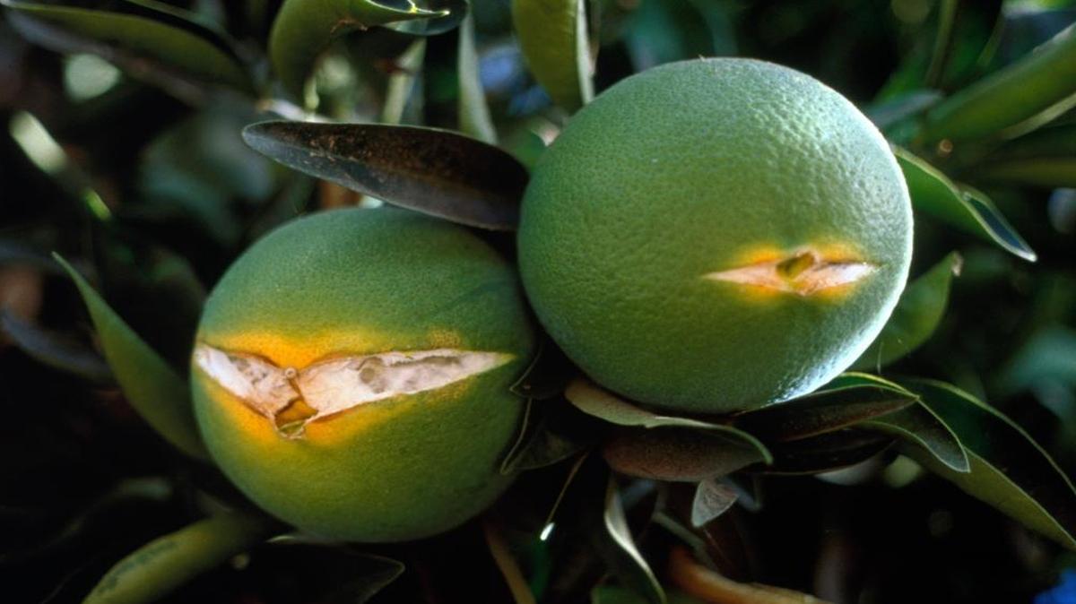 Extreme weather and poor irrigation are common causes of split fruit, which usually occurs at the bottom of fruit.