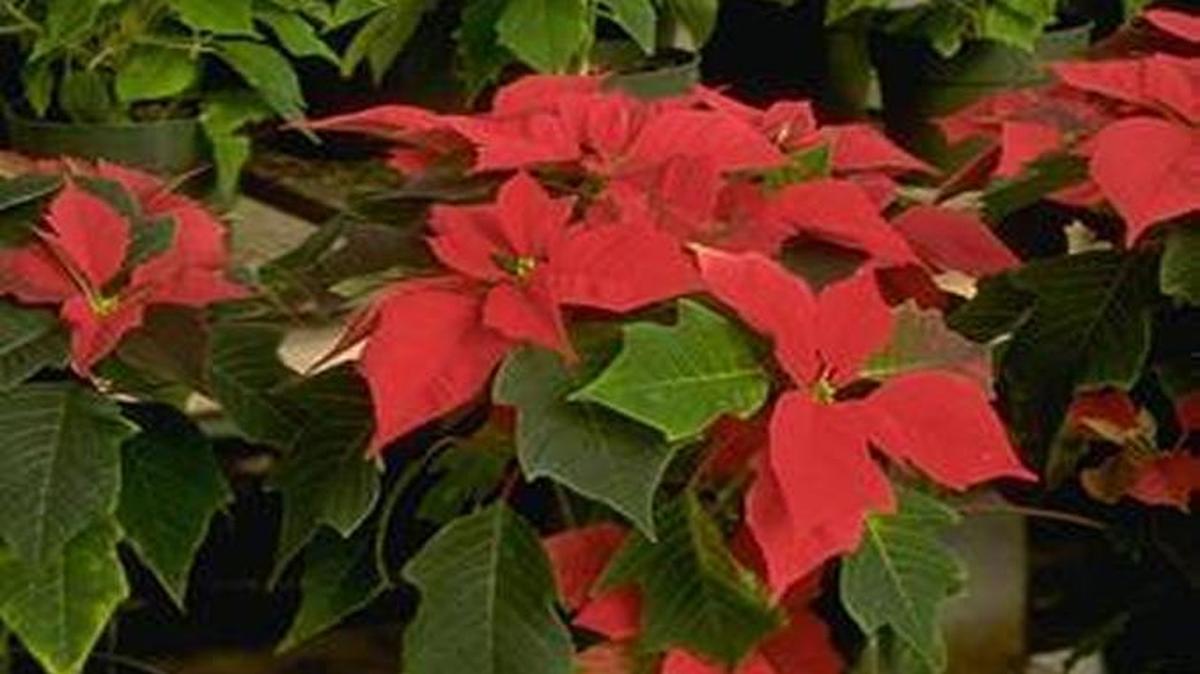 Colorful poinsettias are more than holiday decor — with a little care, they can stay festive for years.
