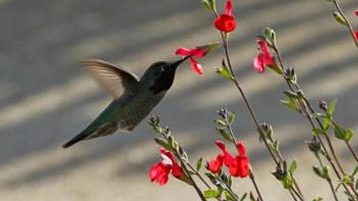 This species of hummingbird is called “Anna’s Hummingbird.”