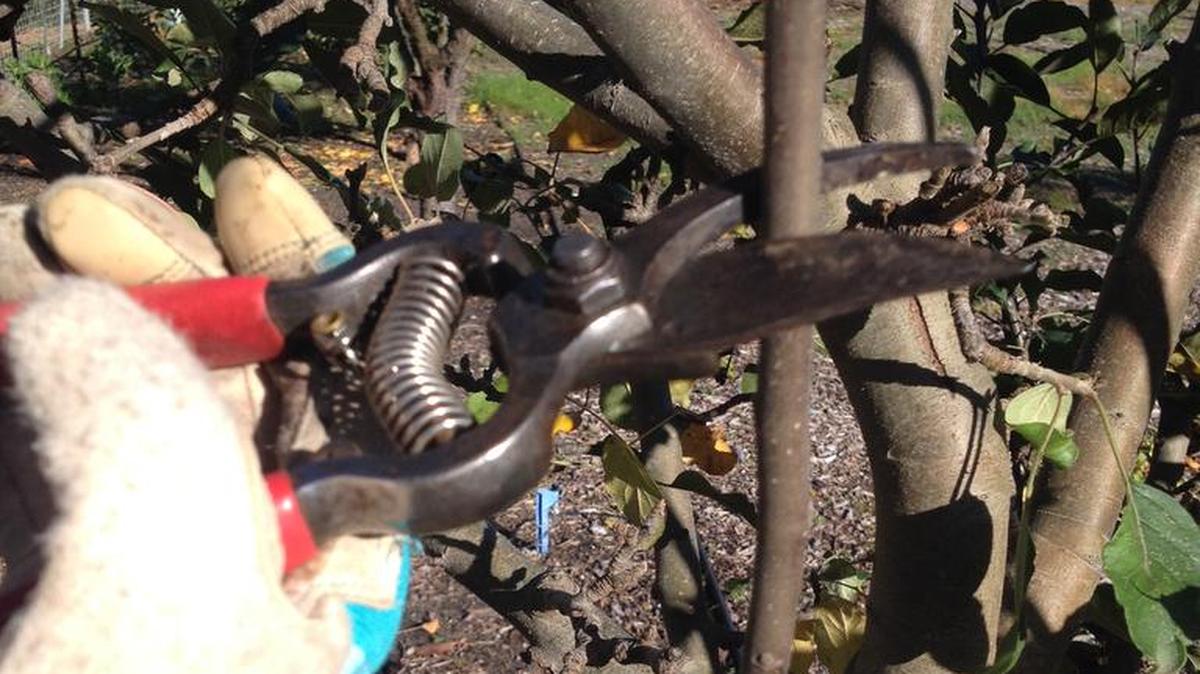 Pruning deciduous trees and shrubs in the winter, when plants are dormant, reveals problem areas that can lead to health and safety issues.