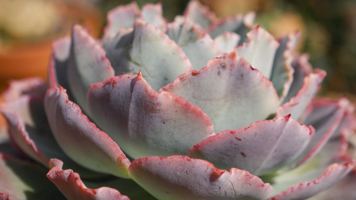 Tipped with soft pink, the teal-colored leaves of Echeveria harmsii look just like roses.