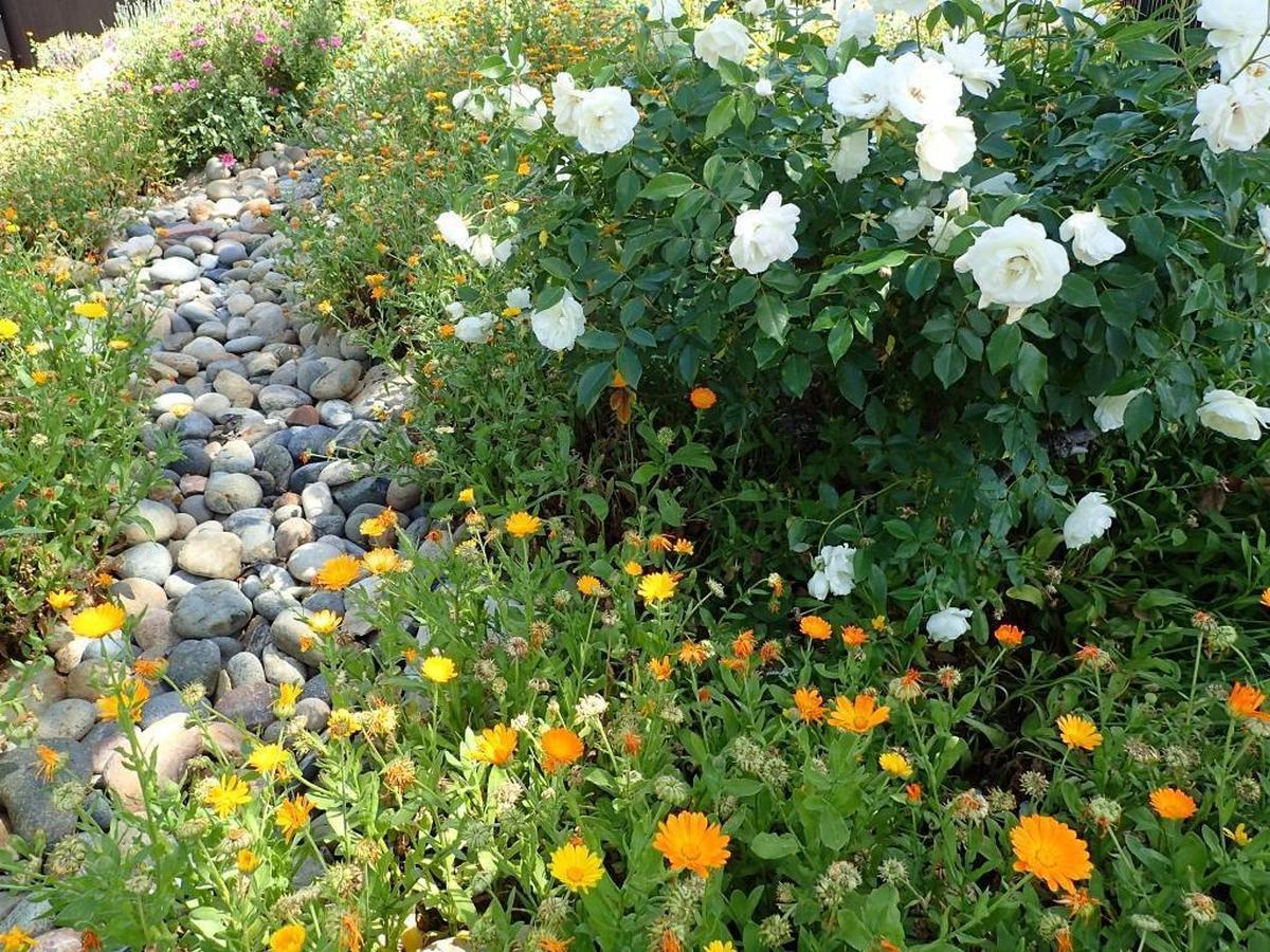 A dry creek bed in the front yard was built underneath a walnut tree; it’s bordered with purple periwinkle in DeLisa Harris’s garden in Paso Robles.