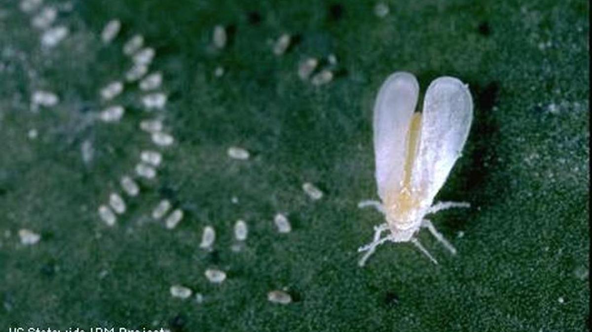 A Woolly Whitefly adult