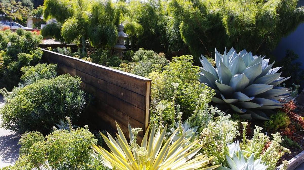 Lush Mexican weeping bamboo contrasts with spiky yucca and agave plants in front yard.