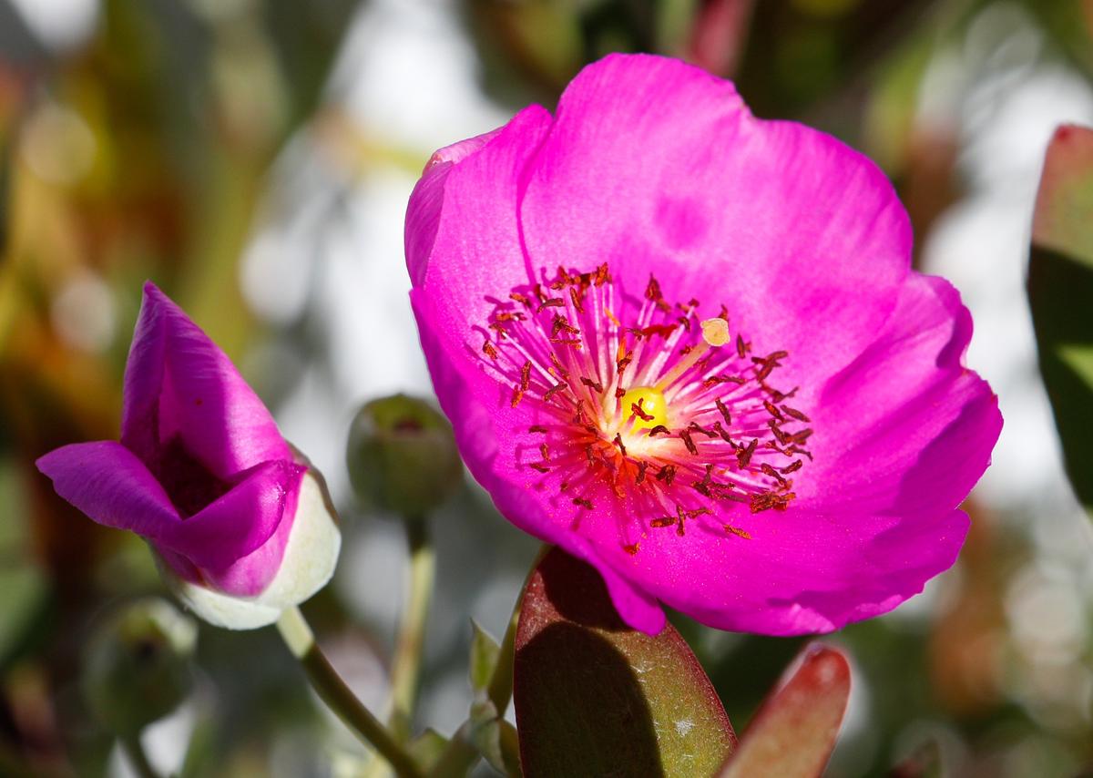 A succulent blooms in the San Luis Obispo garden of Brian and Shelle Ball.