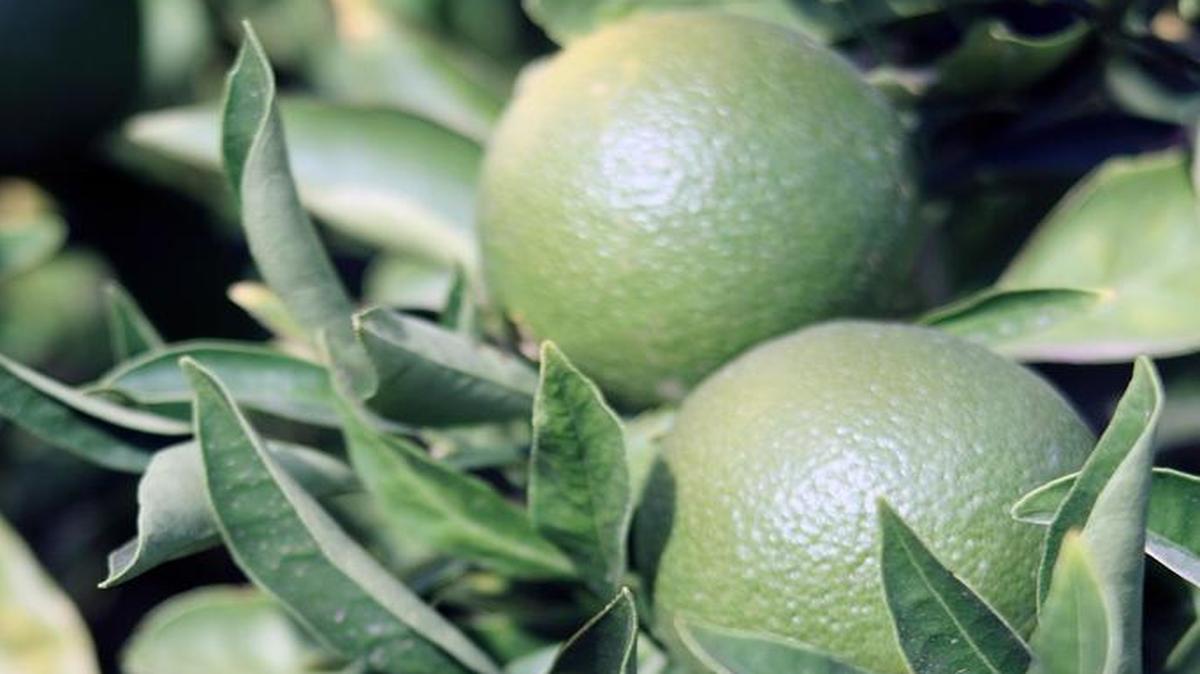 A lime tree