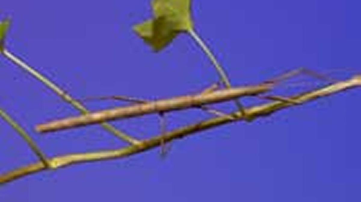 The Indian walking stick blends into its environment.
