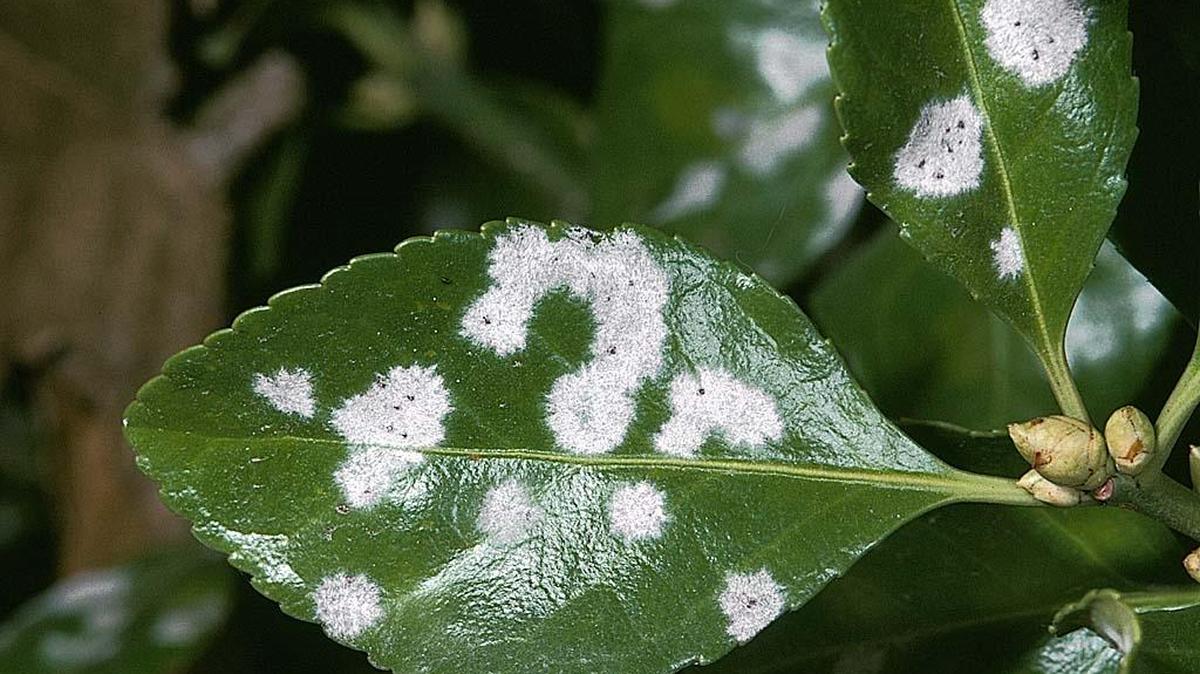 Powdery mildew is a diagnosis commonly made at UCCE helpline offices.