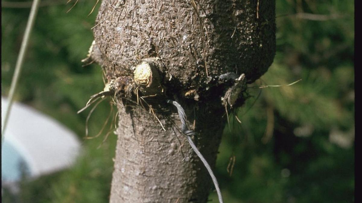 A tie that was not removed soon enough inhibited the growth of this tree's trunk below the tie.