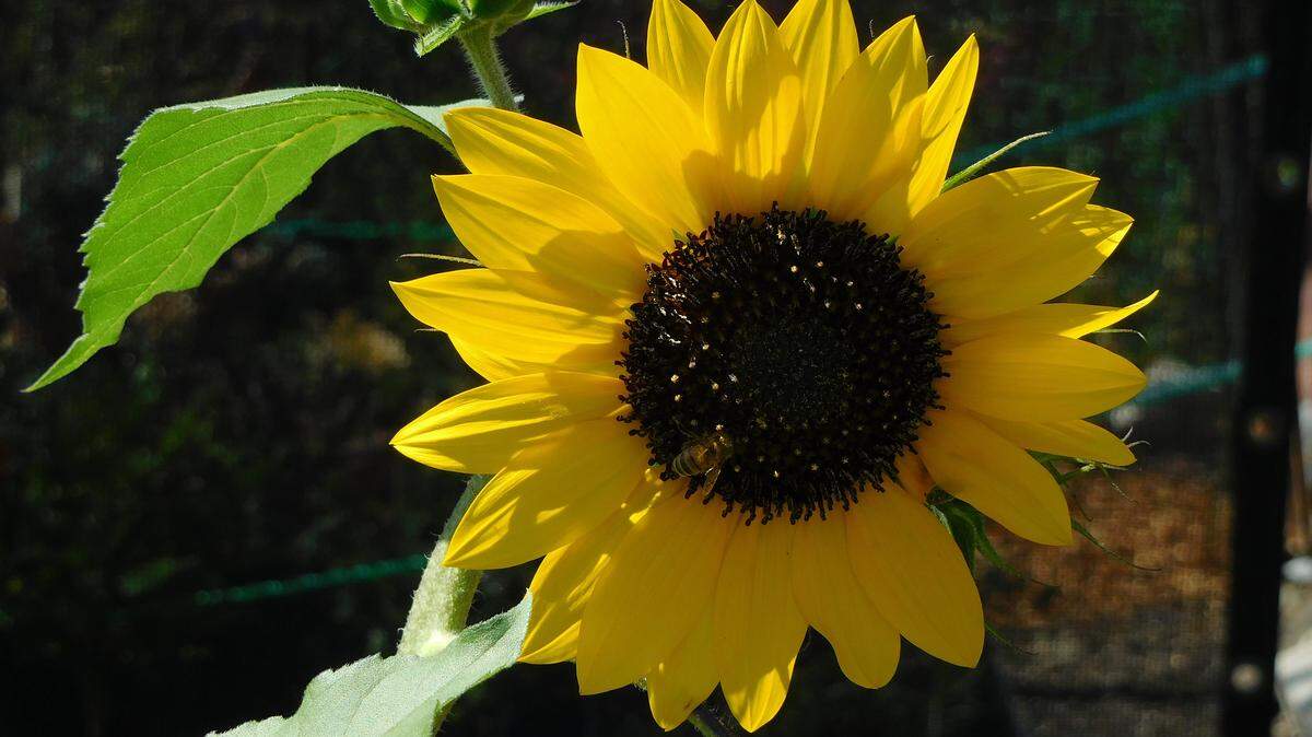 Love plants? The UCCE Master Gardener program of San Luis Obispo County is accepting applications for its 2019 training class.