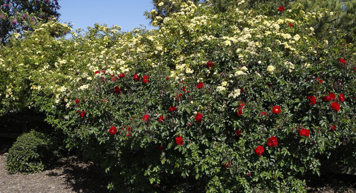 Roses flower on the edges of Cathy Van Orman’s Atascadero garden.