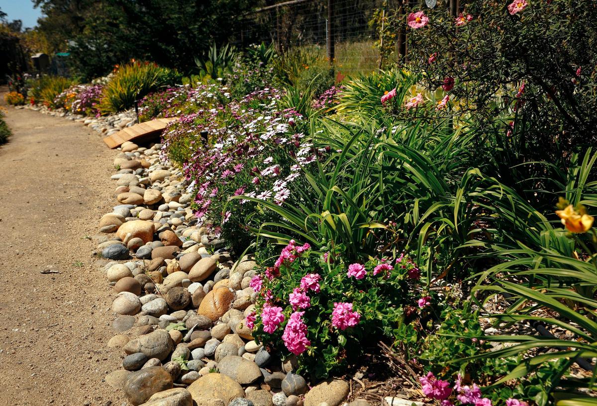 A raised bed of sloping river rock at Lee Oliphant and Don Sather's Cambria garden is brilliant with pink and white African daisies.