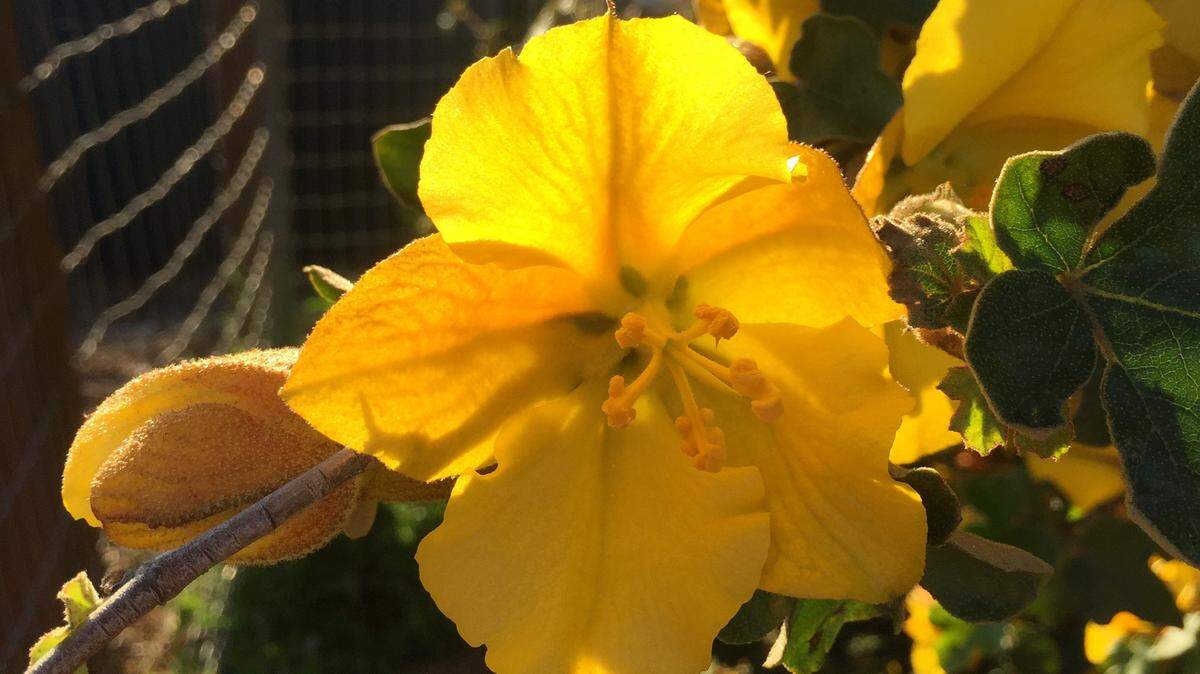 Fremontia, or, flannel bush, is an evergreen, drought-tolerant shrub that grows well in California gardens.