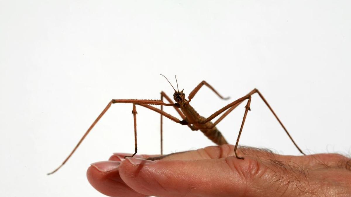 A "Carausius morosus" aka “Indian walking stick” insect.