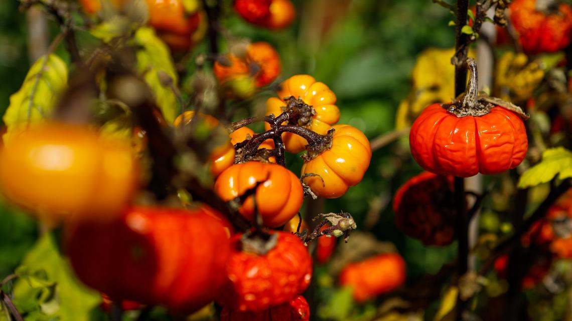 Cal Poly’s epic tomato sale is back — and it has a new name