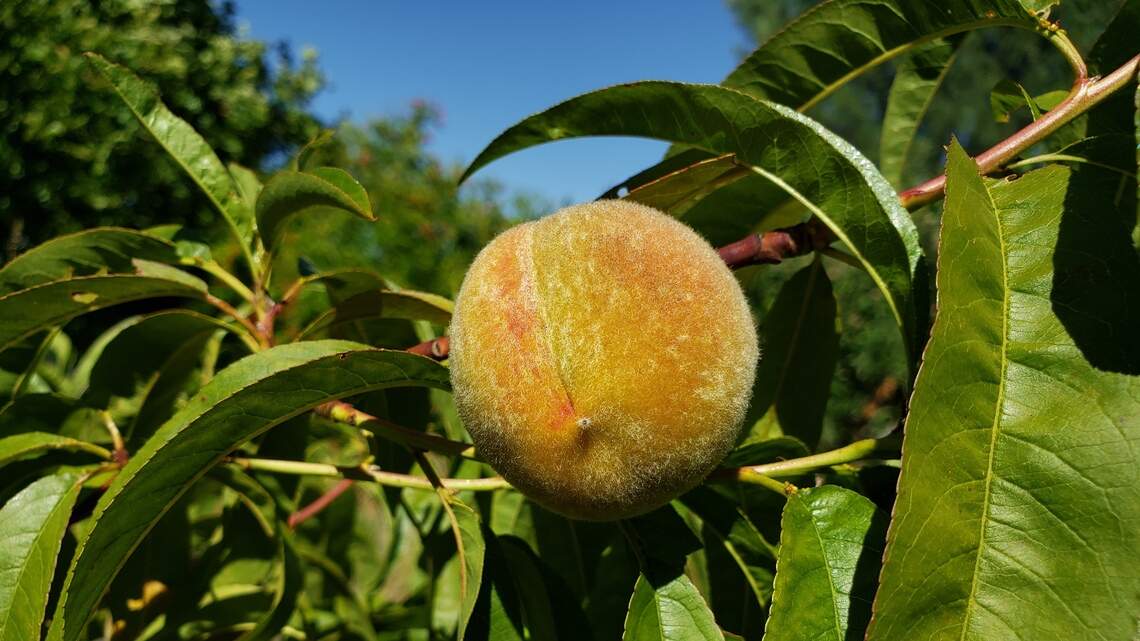 Fresno’s Prima Wawona voluntarily recalls peaches due to national salmonella scare