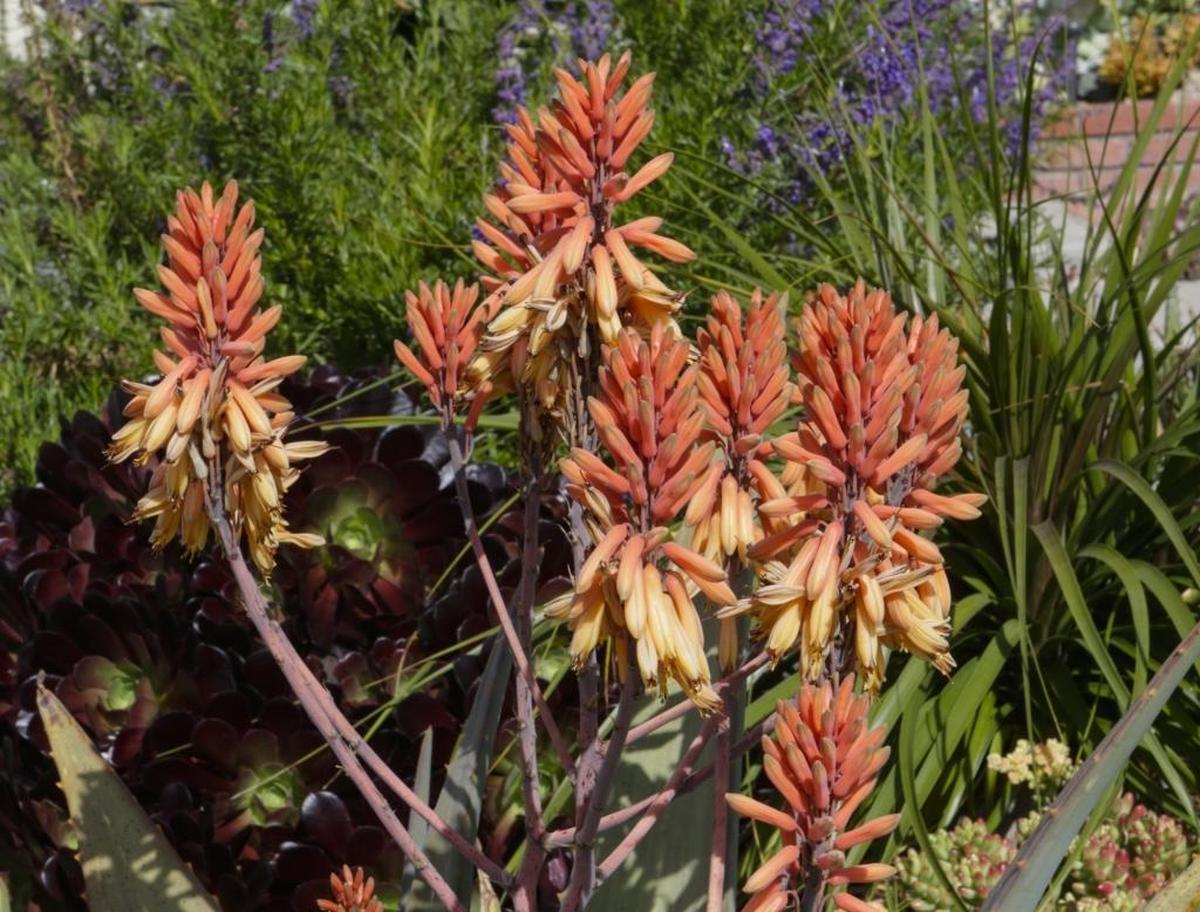 Aloe camperi ‘Cornuta’ blooms are shown in the foreground while Wooly Blue Curls add a cool note in the background.