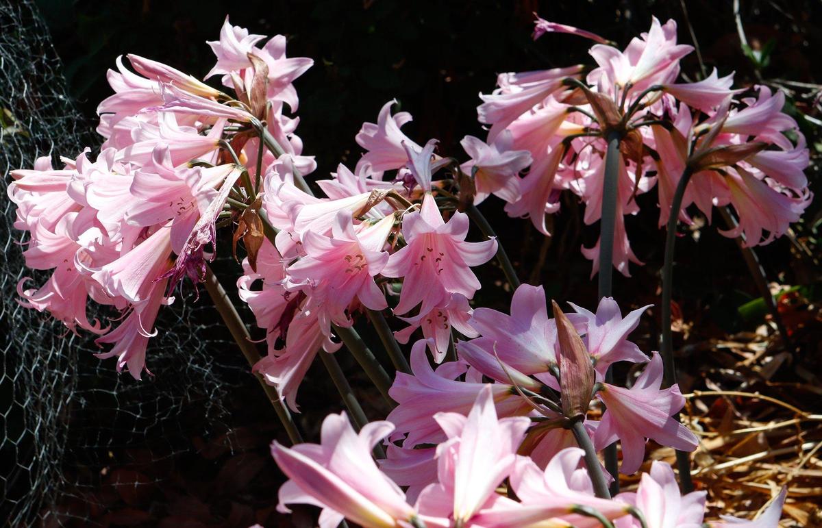 Fred Athey’s garden in Atascadero has Amaryllis belladonna in front. David Middlecamp 9-6-2018