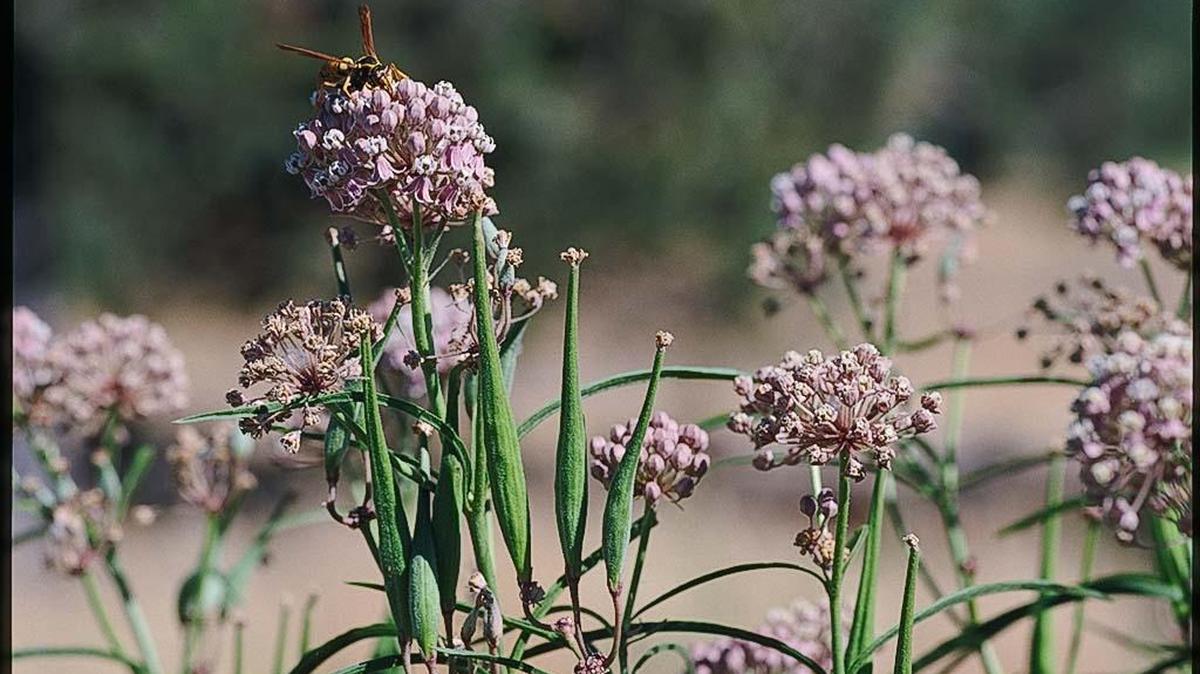 A Mexican whorled milkweed (Asclepias fascicularis) plant.