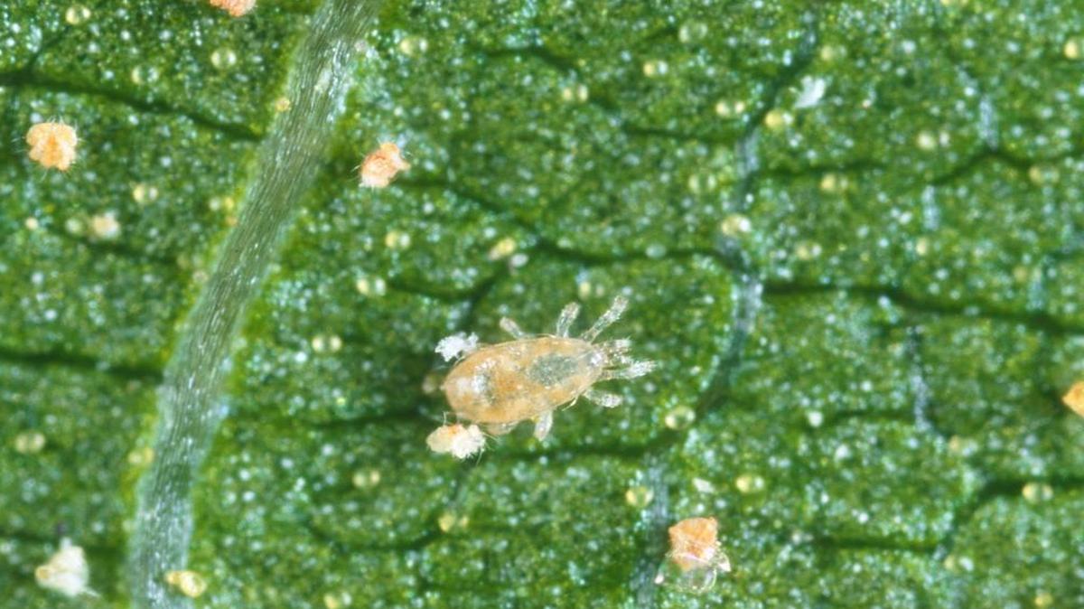 A Persea mite