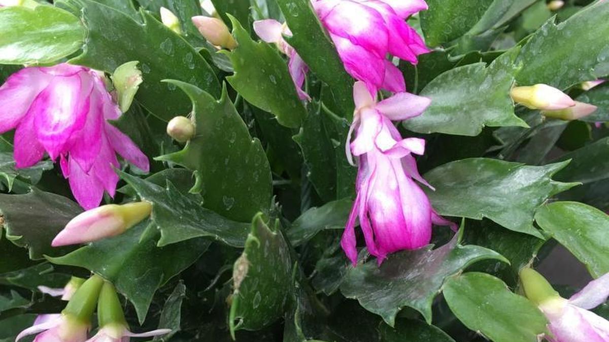Christmas cactus is easy to grow and can produce hundreds of colorful blooms during the holiday season.
