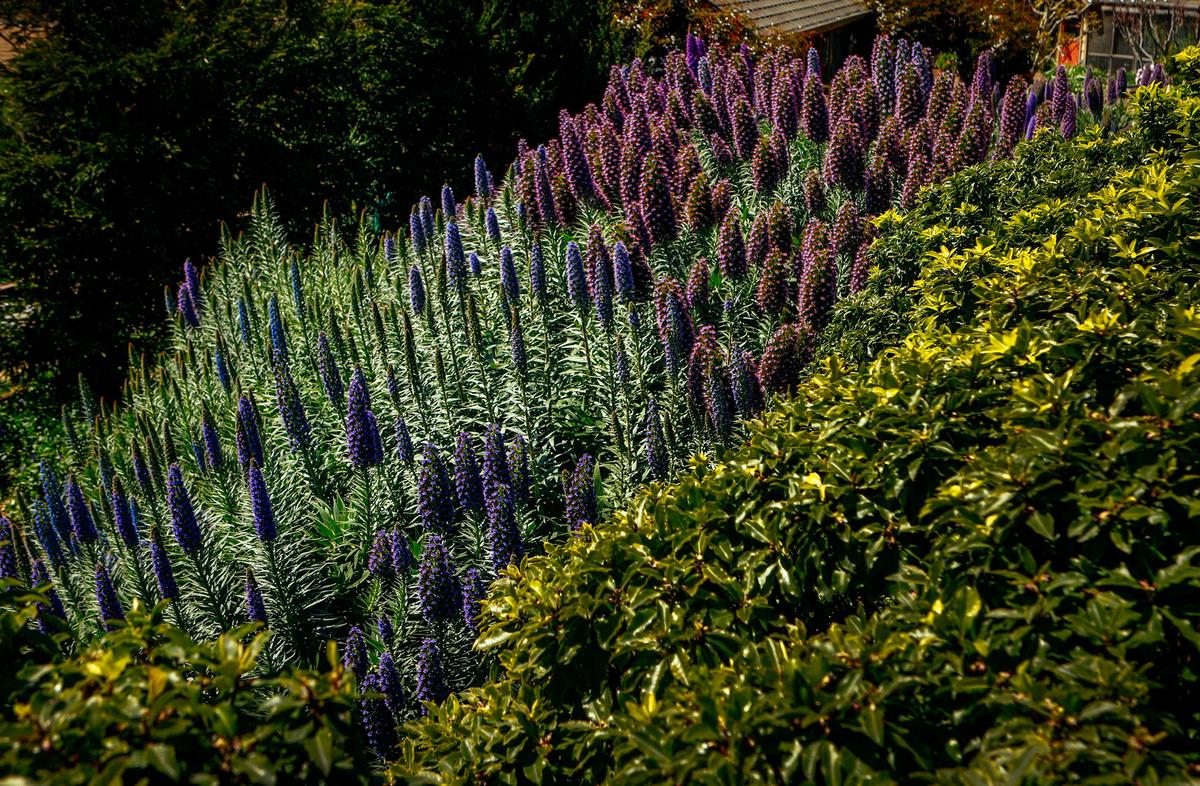 Flowering pride of Madeira bushes lend a touch of purple to Lee Oliphant and Don Sather's Cambria garden.