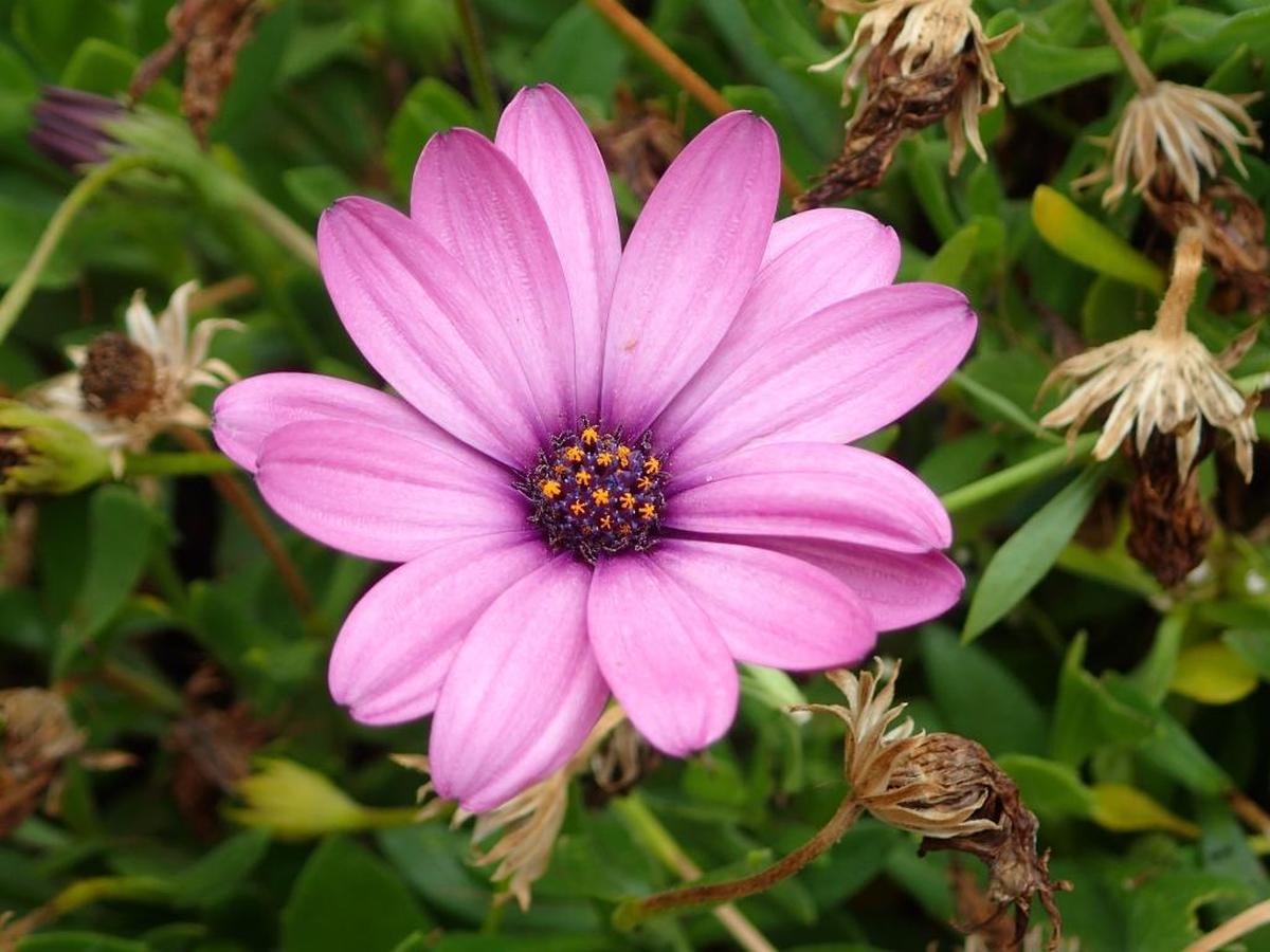 A lavender-colored African daisy blooms in Hadi and Charlotte Zalzalah’s Paso Robles garden.