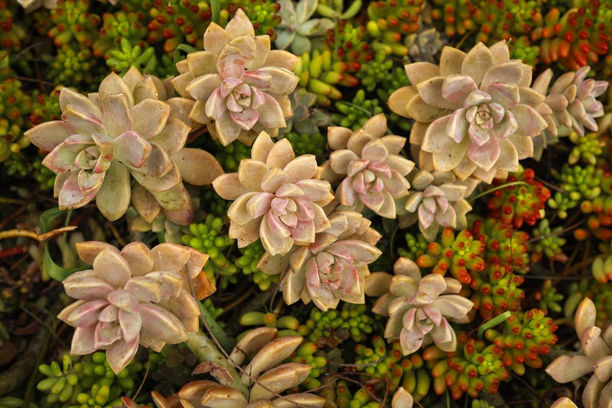 Succulents lend color to Warren and Vanessa Fujimoto's San Luis Obispo garden.