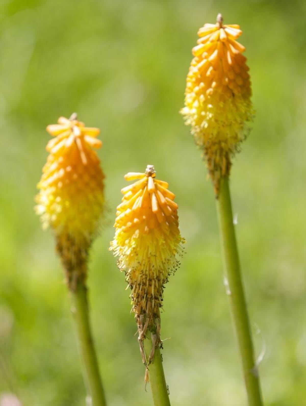 Red Hot Poker flowers