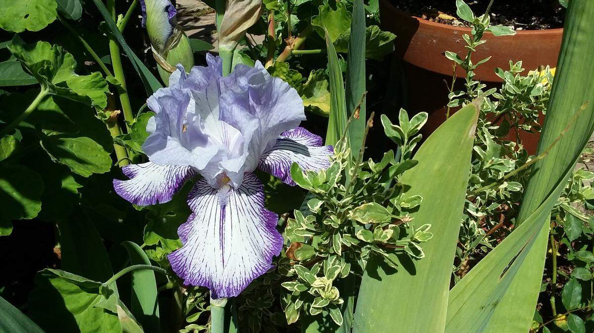 Bearded iris produces showy flowers that come in shades of purple, red, pink, yellow and white.