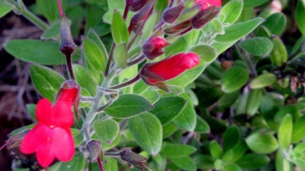 Island snapdragon, also known as Galvezia speciosa or Gambelia speciosa, is a drought-tolerant shrub native to the California coast.