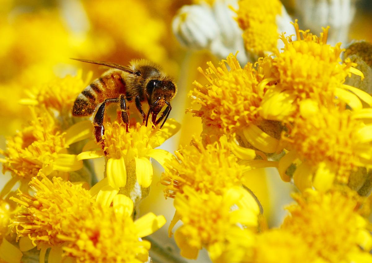 A bee investigates yellow dusty miller flowers in Dale and Laura Texter’s San Luis Obispo front yard.